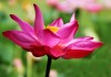 Beautiful Lotus
